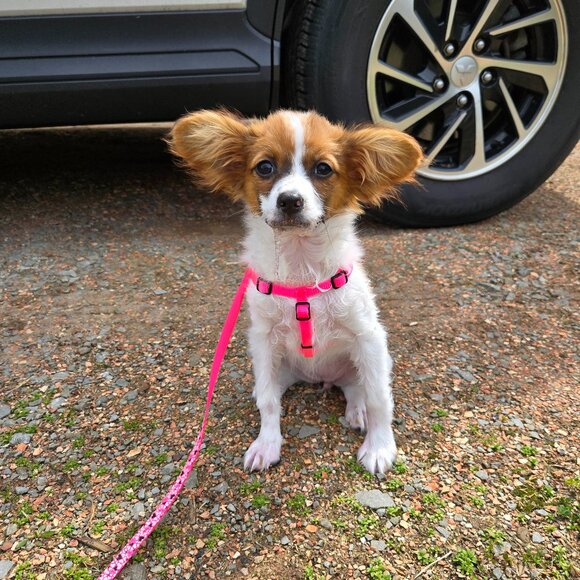 Meet your Posher, Meagan - Picture 1 of 1